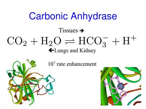 carbonic anhydrase enzyme function
